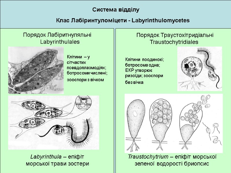 Система відділу Клас Лабіринтуломіцети - Labyrinthulomycetes Порядок Лабіритнуляльні Labyrinthulales Порядок Траустохітридіальні Traustochytridiales  Клітини